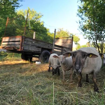 Campismo de Luxo Jurty V Sadu *