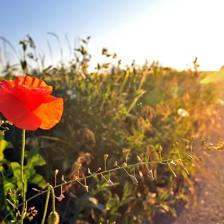 Jurty V Sadu Cesky Brod