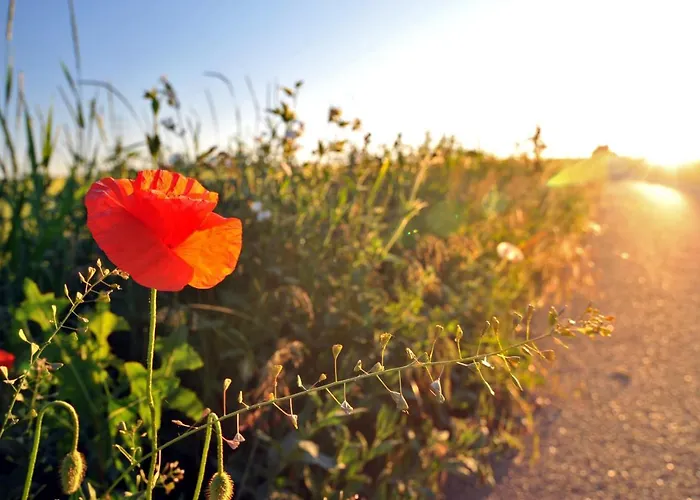 Jurty V Sadu Cesky Brod