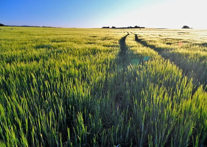 Jurty V Sadu Český Brod